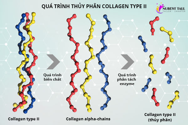 phân tử Collagen type II