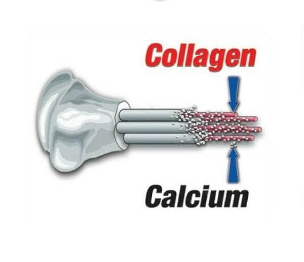 Canxi và Collagen (typeII)