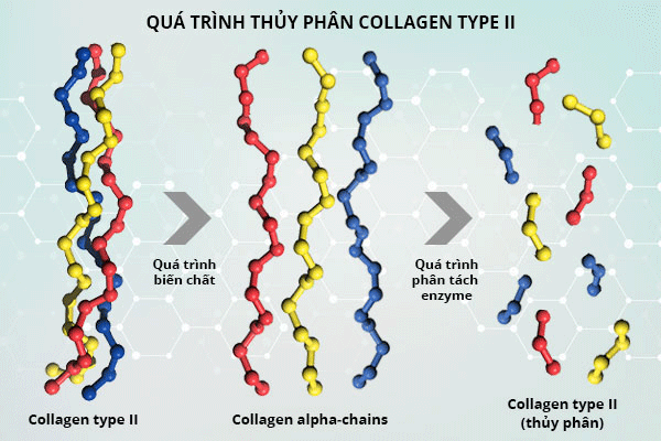 Collagen Type 2 được thuỷ phân sẽ dễ dàng hấp thu nhanh vào cơ thể